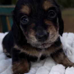 Sailor - Black and tan female Dachshund puppy in Bentonville, Arkansas from Boujee Buns Dachshunds