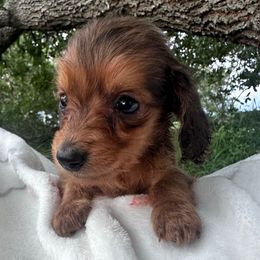 AKC male Red - Red male Dachshund puppy in De Soto County, Florida from Countridox Dachshunds