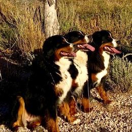 Bernese Mountain Dogs from Rebecca's Bernese Mountain Dogs