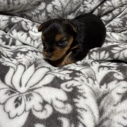 Girl 1 - Black and tan female Yorkshire Terrier puppy in Dennard, Arkansas from Leamarr Farms Yorkies