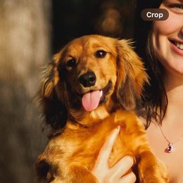 Lady (miniature dachshund) - Dachshund