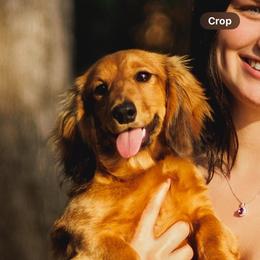 Lady (miniature dachshund) - Dachshund