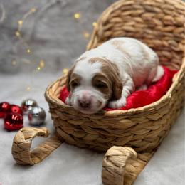 Linguine - Parti male Goldendoodle puppy in Williamson, New York from Lakeside Doodles
