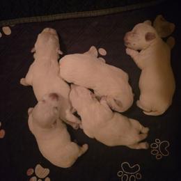 Larger girl - White female West Highland White Terrier puppy in Calera, Alabama from Debra's Pups