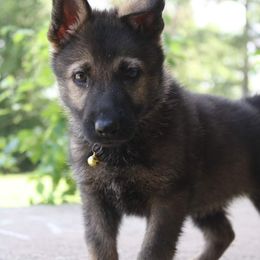 German Shepherd Puppies from Ridgeline Shepherds