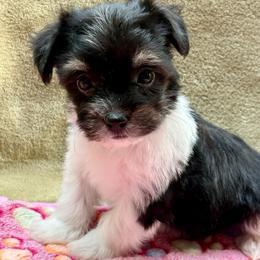 Chloe - Black and silver female Havanese puppy in Wappapello, Missouri from Titanium Havanese LLC