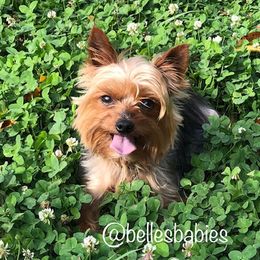 Manny - Yorkshire Terrier