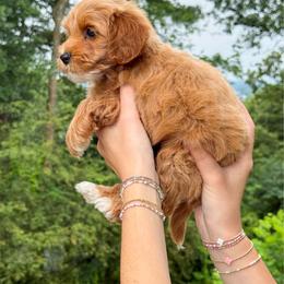 Heidi - Red  female Goldendoodle puppy in Calhoun, Georgia from Happy Top Doodles