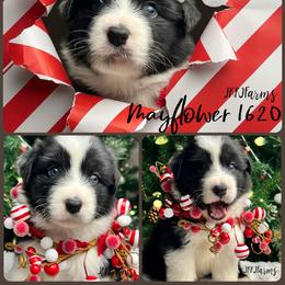 (5) Mayflower 1620 - Black tri-color female Australian Shepherd puppy in Huntington, Texas from JKKJ Farms