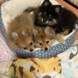 Pomeranian Puppies from Frank Sidders