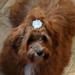 Havanese from Spring Meadow Havanese