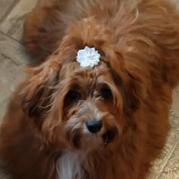 Havanese from Spring Meadow Havanese