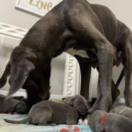 Great Dane All Grown Up from Dream Danes House of Cambridge Great Danes