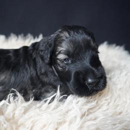 Male pepper and salt - Pepper and salt male Giant Schnauzer puppy in St George, Utah from Schnauzer Ranch