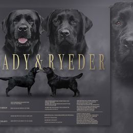 Labrador Retriever Puppies from Sojourn Labrador Retrievers