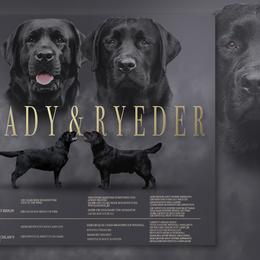 Labrador Retriever Puppies from Sojourn Labrador Retrievers