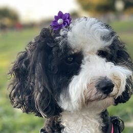 Liberty - Aussiedoodle