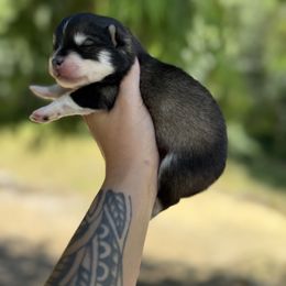 Boy 2 - Gray and white male Pomsky puppy in Coos Bay, Oregon from Ocean View Pomskies