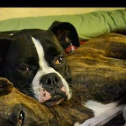 Boxers from Cote's Boxers