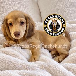 Prince - 3500 - Cream male Dachshund puppy in Houston, Texas from Texas Regal Dachshunds LLC