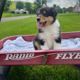 Tommy Pickels - Black white and tan male Collie puppy in Chilhowie, Virginia from Jolly Collies