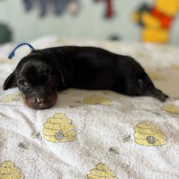 Blue Boy - Black and tan male Dachshund puppy in Turlock, California from Weenie Wonderland