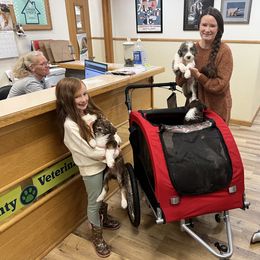 Aussiedoodle Puppies from A Dose Of Doodle