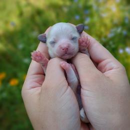 Companion Cross, Havanese, Mal-Shi, Maltese, Maltipoo, Morkie, and Shih Tzu Puppies from Seeking Shalom Acres Maltese, Maltipoos & Havamalts