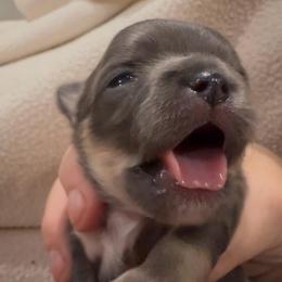 Justice Girl 3 - Blue and white female Chihuahua puppy in Brooklyn, Connecticut from Ladybug Chihuahuas