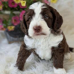 Hawthorne - Chocolate male Australian Labradoodle puppy in Washington, North Carolina from Pamlico Labradoodles