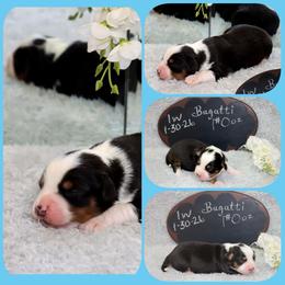 Bugatti - Black tri male Toy Australian Shepherd puppy in Levelland, Texas from Once Upon a Time Aussies