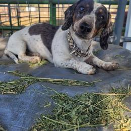 Darling - Dachshund