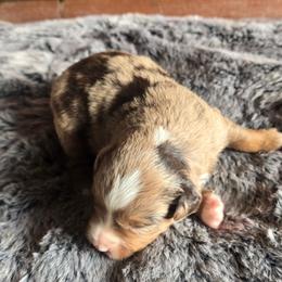Piston - Red merle male Miniature Australian Shepherd puppy in Paris, Texas from Blue Envy Mini Aussies