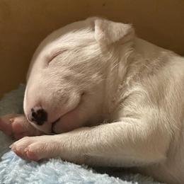 Bull Terrier Puppies from Action Bull Terriers