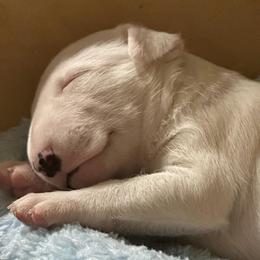 Bull Terrier Puppies from Action Bull Terriers