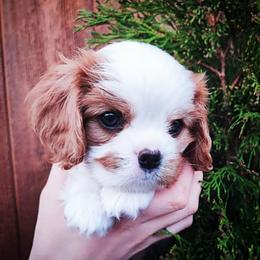 Cavalier King Charles Spaniel Puppies from London Fog Cavaliers