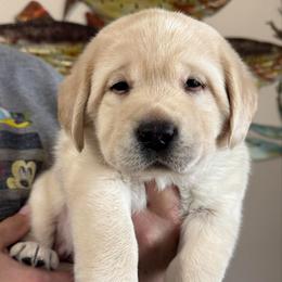 Pink - Yellow female Labrador Retriever puppy in Caldwell, Idaho from Blue Line Labradors