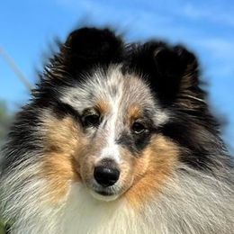 Shetland Sheepdogs from Kell Shelties