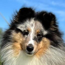 Shetland Sheepdogs from Kell Shelties