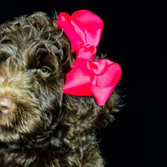 Double Doodles and Goldendoodles from Patterson Doodles GVL