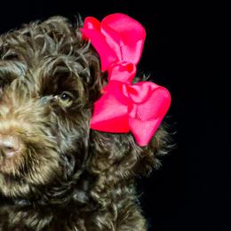 Double Doodles and Goldendoodles from Patterson Doodles GVL