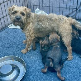 "Wookie nursing her puppies" Border Terrier Puppies from Silli's Border Terriers