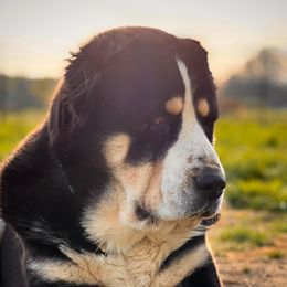 Farhad - Central Asian Shepherd Dog