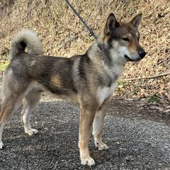 Rufus - Shikoku Ken