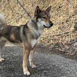 Rufus - Shikoku Ken
