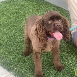 Tasha - Cocker Spaniel
