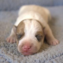 Boy 1 - White and tan male Parson Russell Terrier puppy in Menifee, California from Wendover Terriers