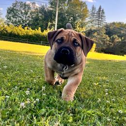 Blue - Brown male Boerboel puppy in Callicoon, New York from Southern Pride Boerboels