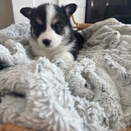 Mufasa - Black and tan male Pembroke Welsh Corgi puppy in Washington from KB Corgis