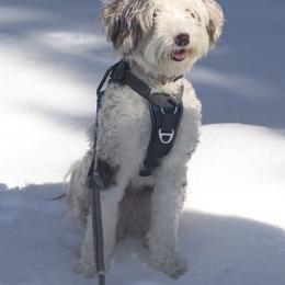 Rigby - Aussiedoodle